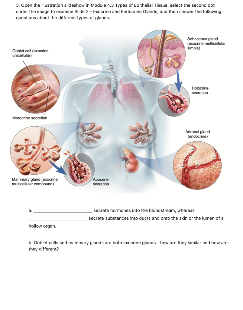 Solved 3 Open The Illustration Slideshow In Module 4 3 Chegg Com
