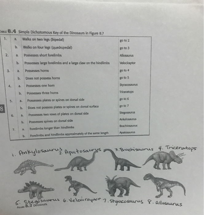 ADLS 8.4 Simple Dichotomous Key of the Dinosaurs in