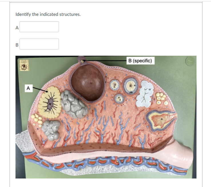 Solved Identify the indicated structures. A A B С B (region) | Chegg.com