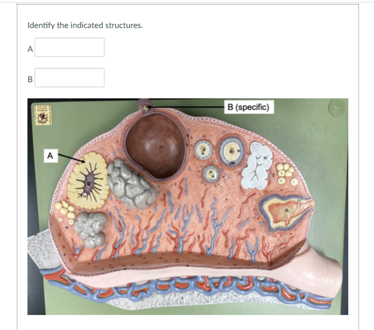 Solved Identify The Indicated Structures. A A B С B (region) | Chegg.com