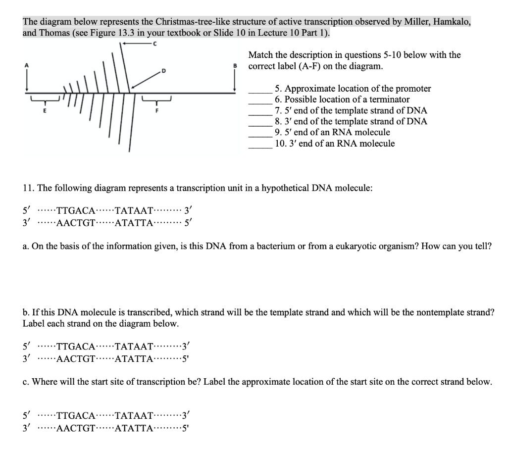 The diagram below represents the Christmas-tree-like structure of active transcription observed by Miller, Hamkalo,
and Thoma