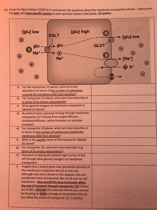 Solved 63) Study the figure below CAREFULLY and answer the | Chegg.com