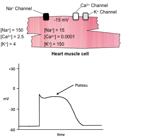 Solved The figure shows one heart muscle cell with the | Chegg.com