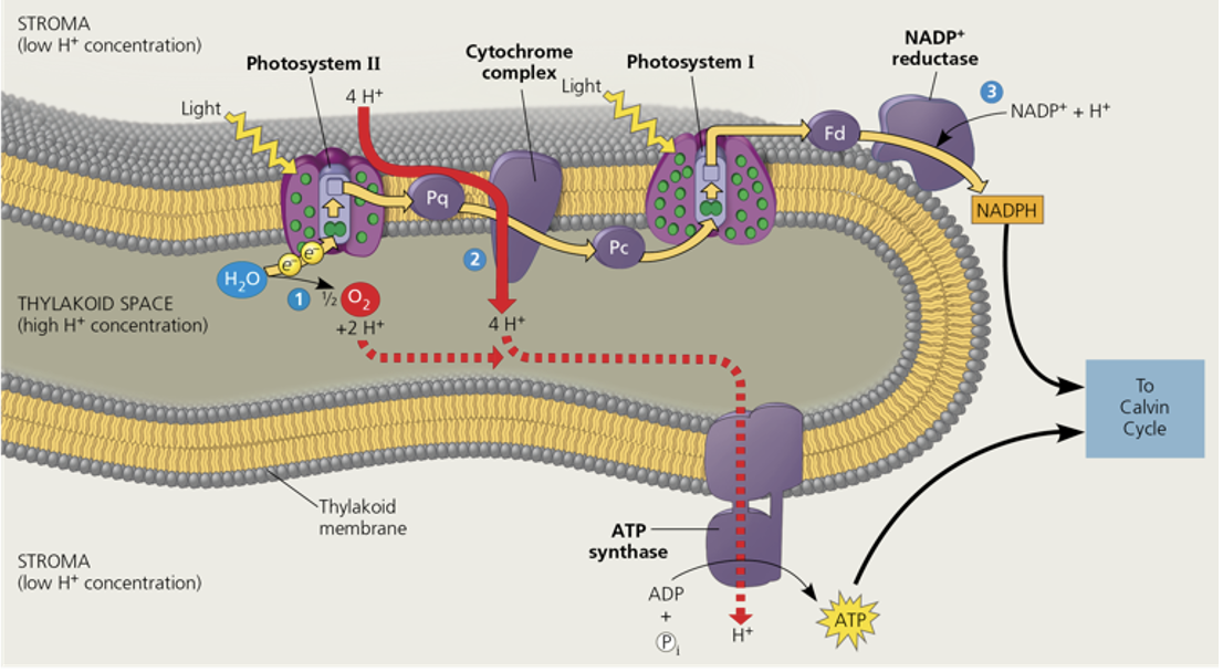 Solved The bipyridillium herbicides bind to electrons that | Chegg.com