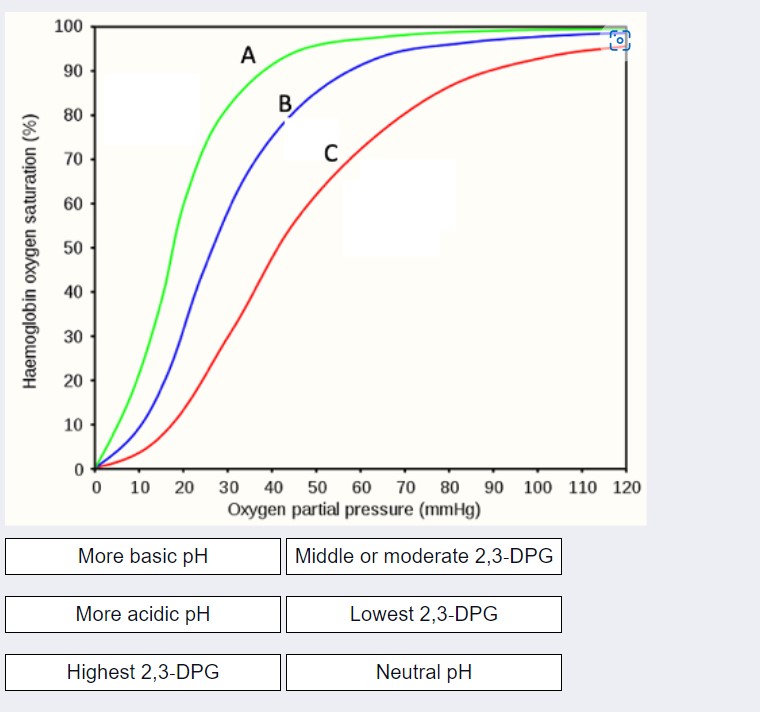 Haemoglobin oxygen saturation (%)
100
90
80
70
60
50
40
30
20
10
0
0
More basic pH
More acidic pH
A
10 20 30 40 50 60 70 80 9