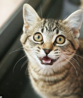 Solved IN MATLAB Use a DOUBLE FOR LOOP to apply the | Chegg.com