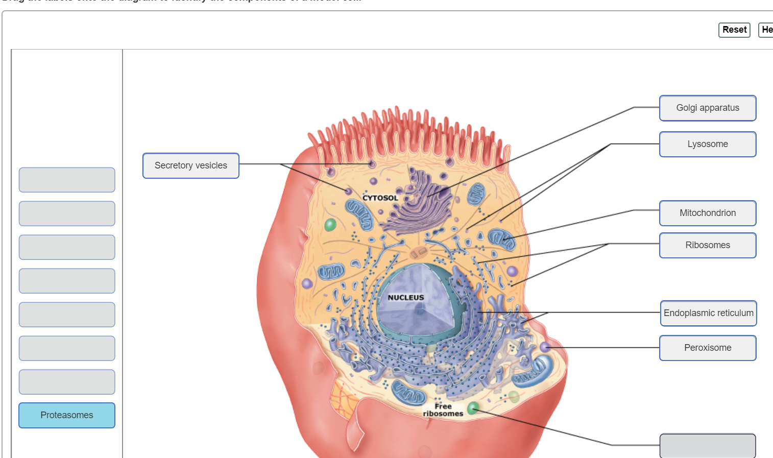 Solved Drag The Labels Onto The Diagram To Identify The C Chegg Com