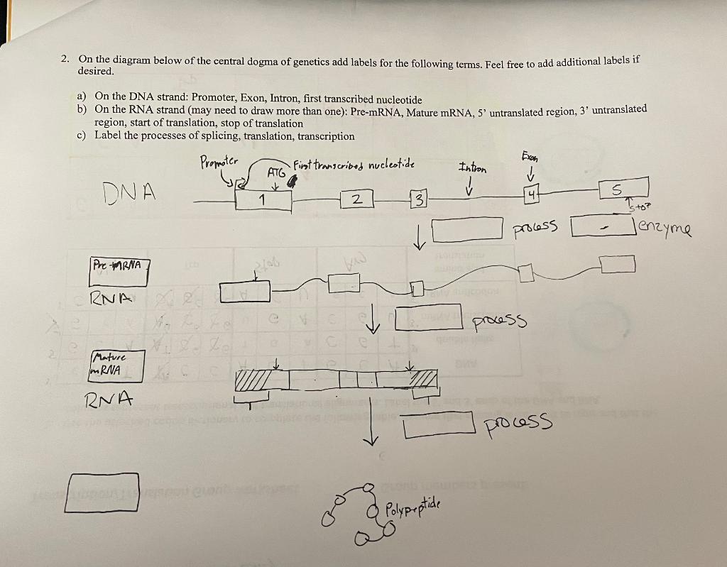 Solved 2. On the diagram below of the central dogma of | Chegg.com