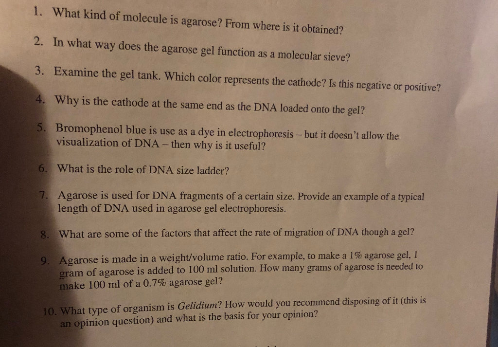 1. What kind of molecule is agarose? From where is it | Chegg.com