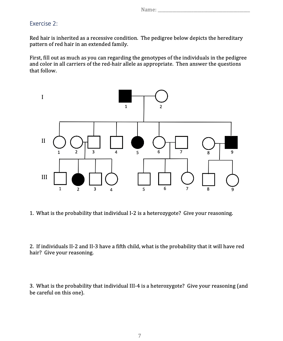 Solved Name: Exercise 2: Red hair is inherited as a | Chegg.com