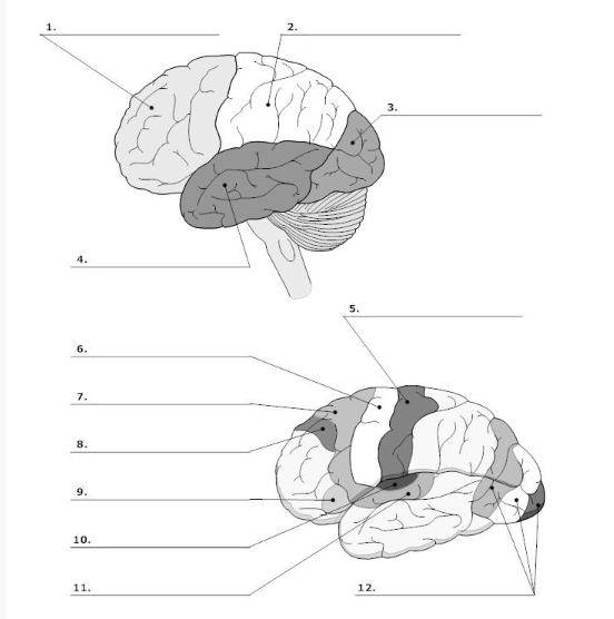 brain lobes diagram unlabeled