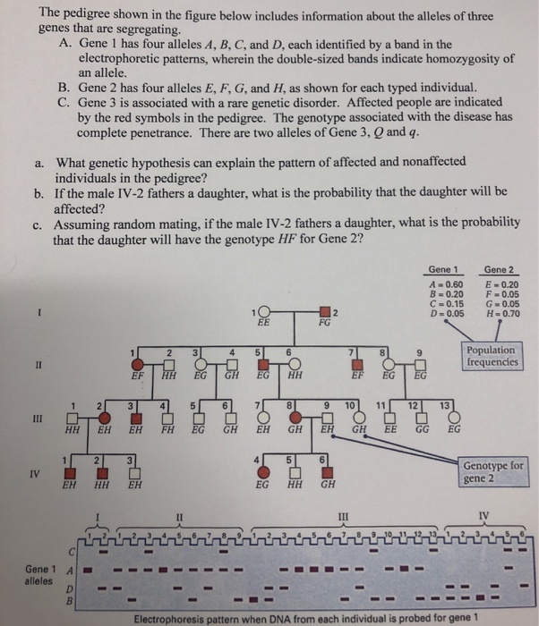 Solved The pedigree shown in the figure below includes | Chegg.com