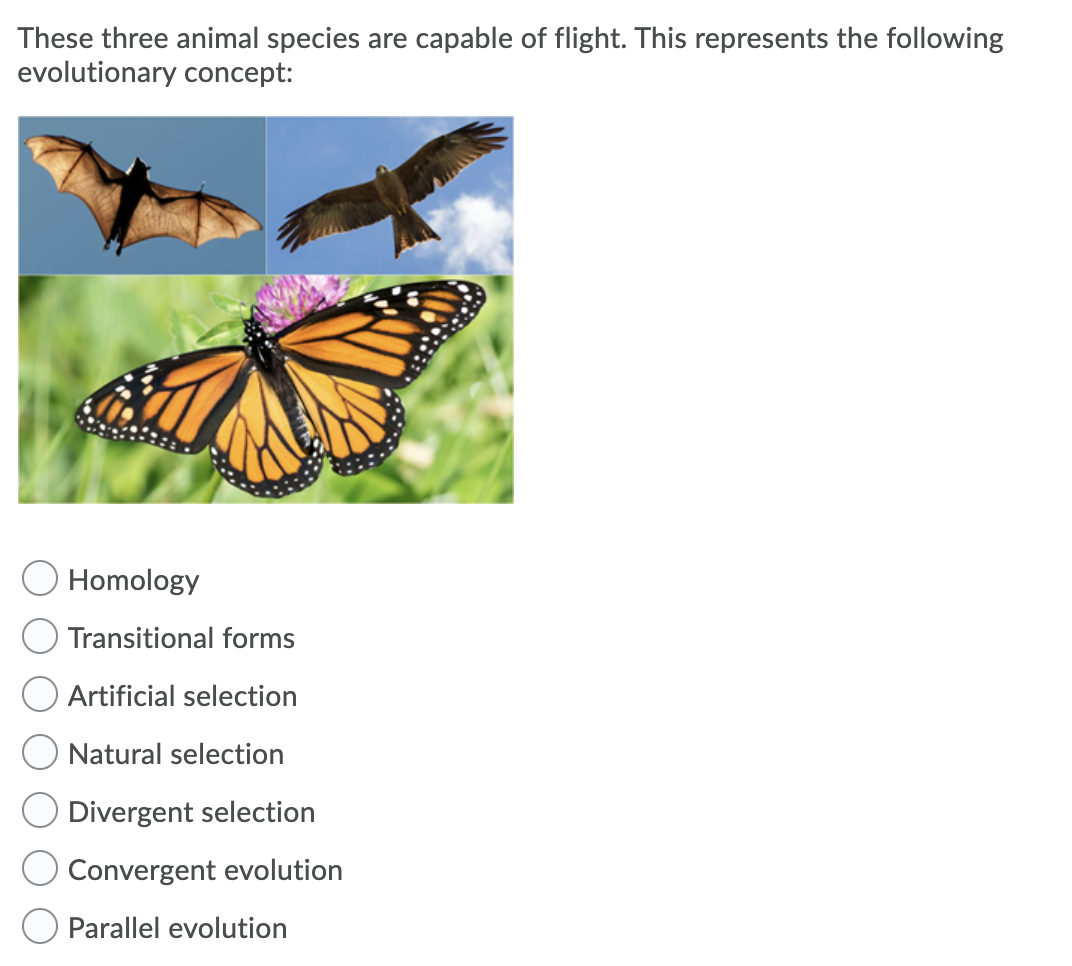 Solved These three animal species are capable of flight. 