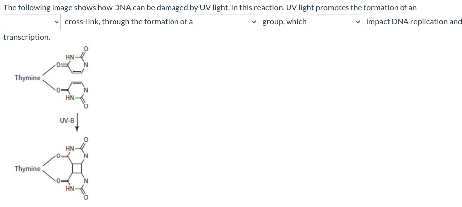 Solved The following image shows how DNA can be damaged by | Chegg.com