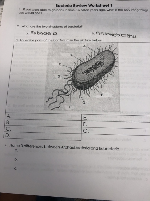 Bacteria Review Worksheet 1 Answers - Nidecmege