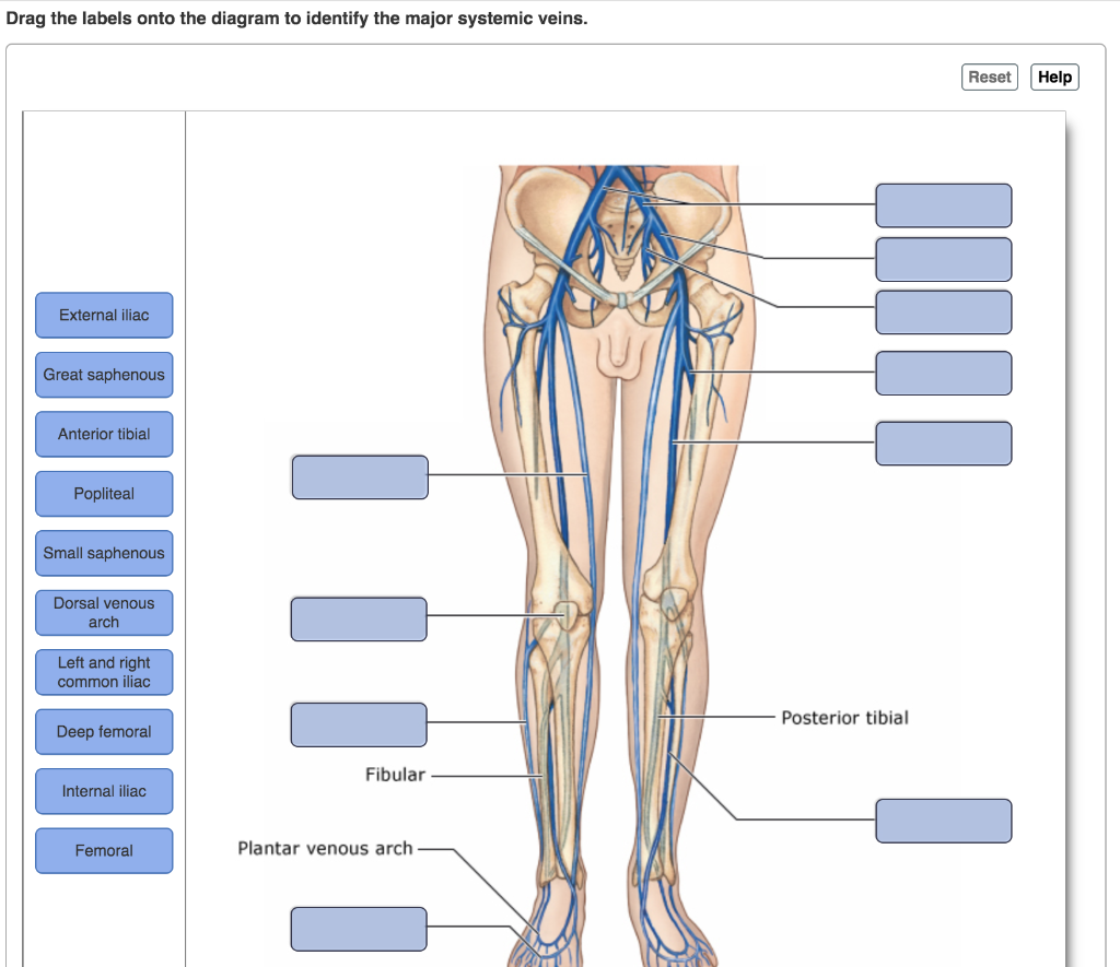 Solved Drag the labels onto the diagram to identify the