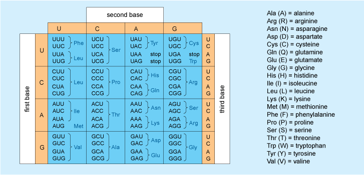 Solved The DNA sequence in Figure 1 shows a section of DNA | Chegg.com