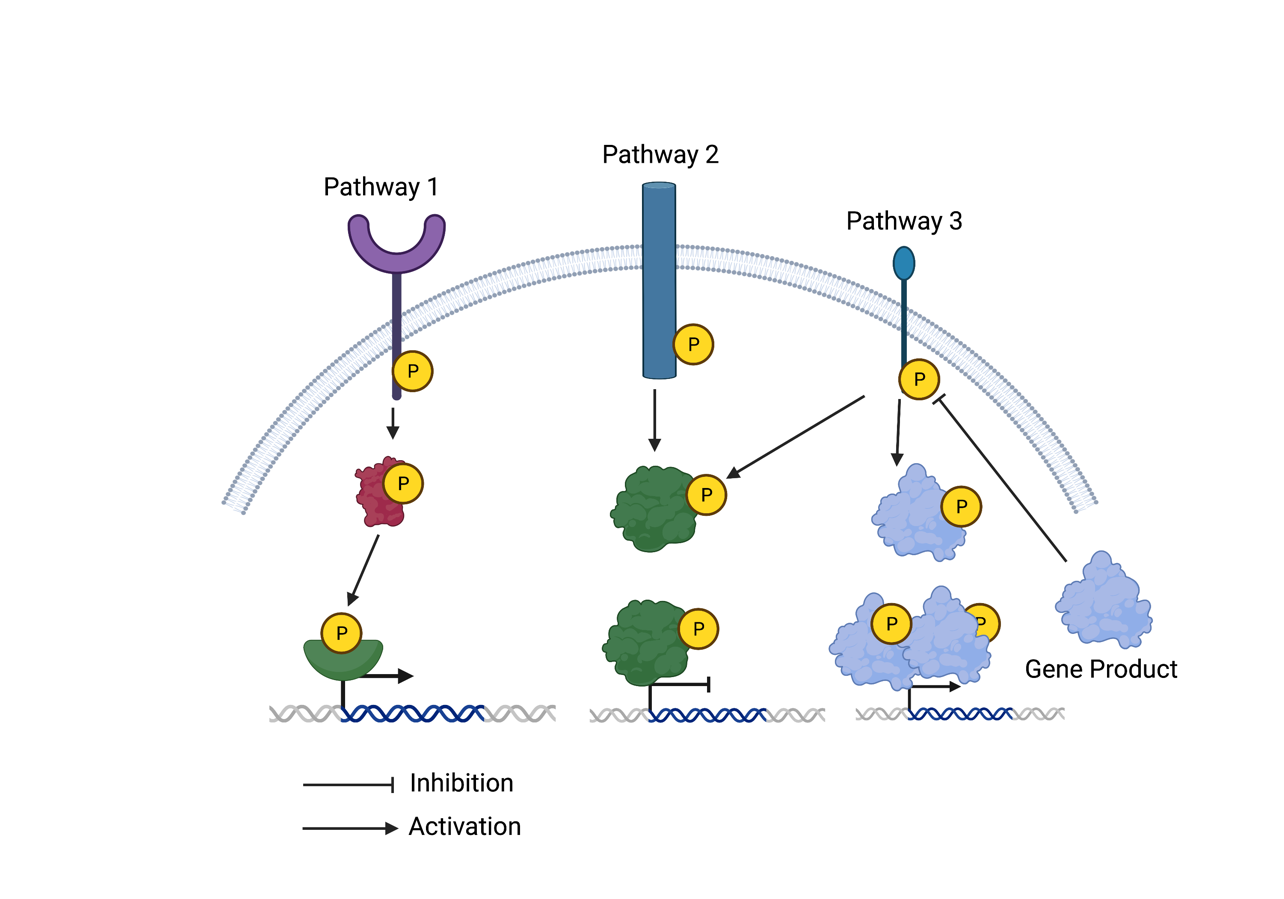 Solved This Image Shows Three Bacterial Histidine Kinase | Chegg.com