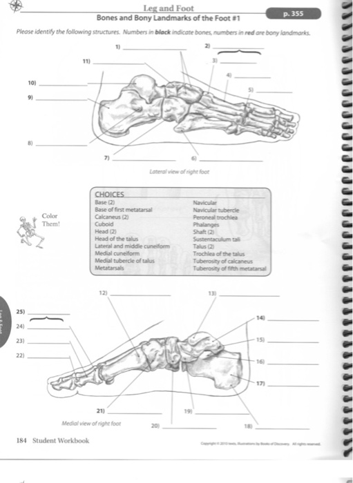 Solved Leg and Foot Bones and Bony Landmarks of the Foot 1