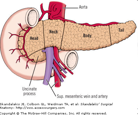 pancreatic anatomy uncinate