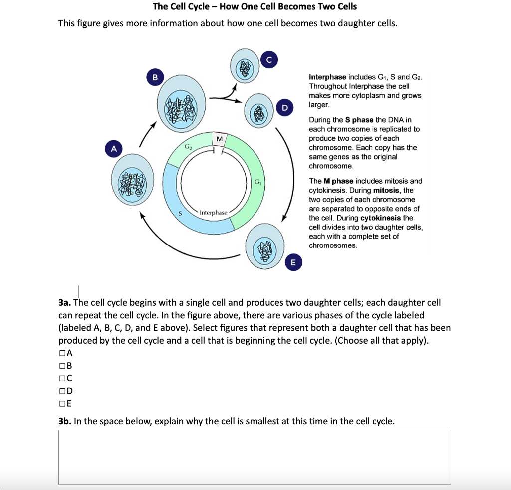 The Cell Cycle - How One Cell Becomes Two Cells
This figure gives more information about how one cell becomes two daughter ce