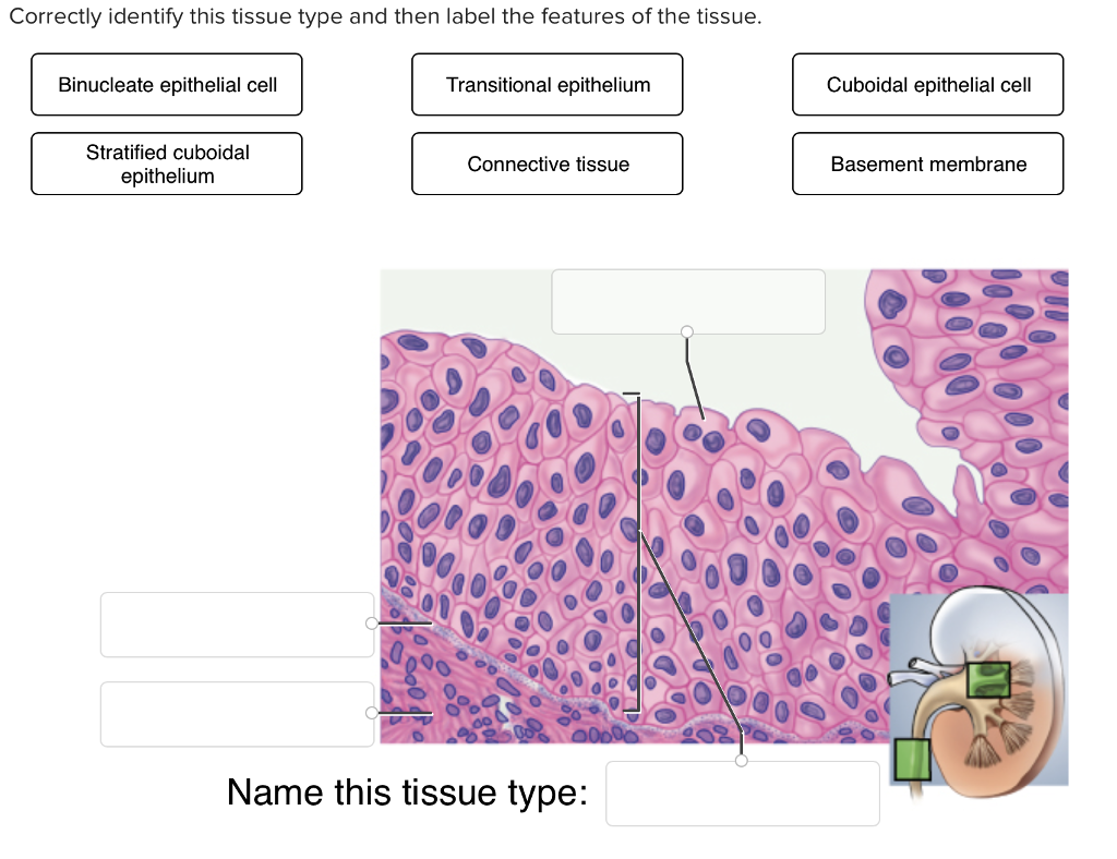 Solved Correctly identify this tissue type and then label | Chegg.com