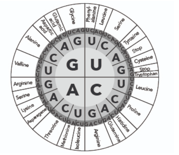 Solved Question 3: Mutation The genetic code is summarized | Chegg.com