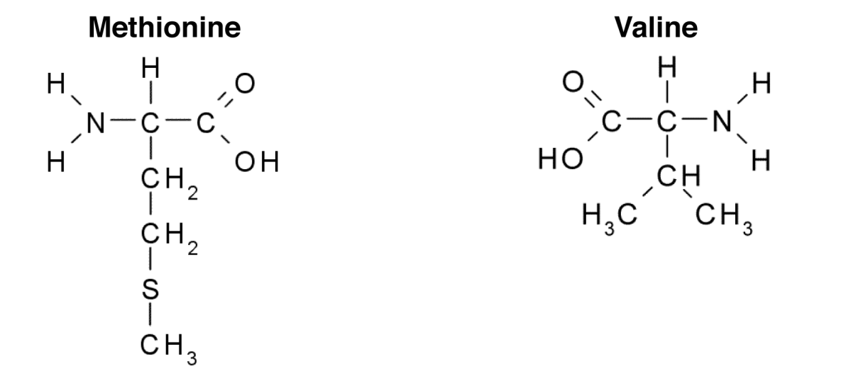 Solved A:label the R group on each of these amino acids, | Chegg.com
