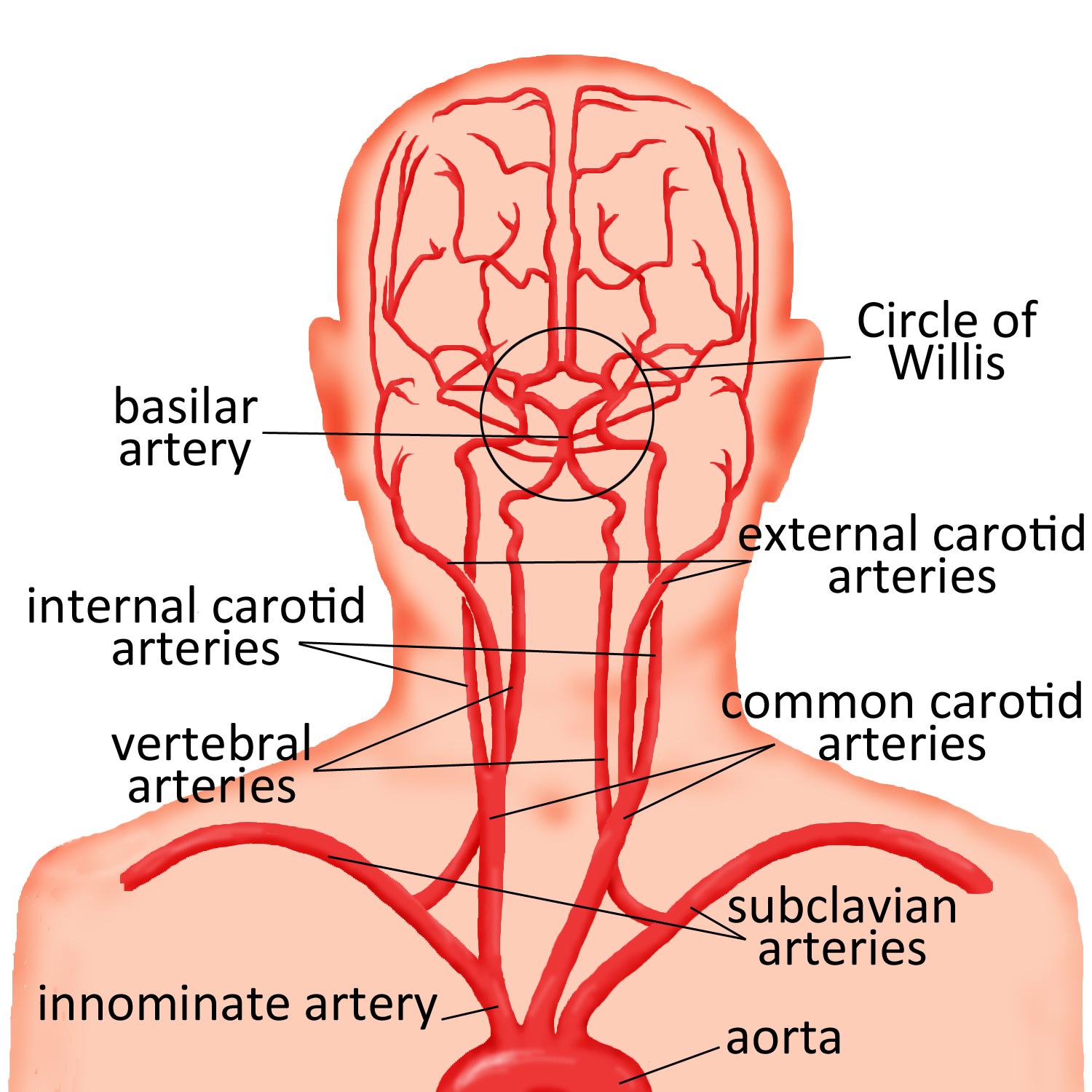 subclavian artery netter