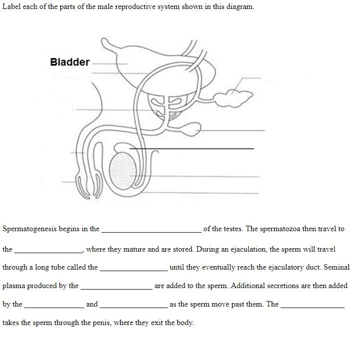 Solved Label each of the parts of the male reproductive | Chegg.com