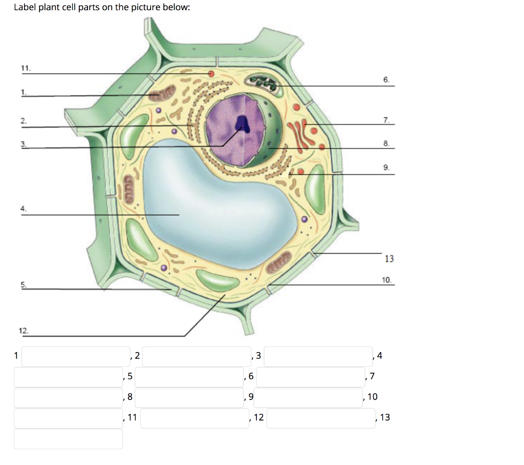 Строение без. Клетка Plant Cell. Модель растительной клетки 10 класс. Клетка растений без обозначений. Растительная клетка рисунок.