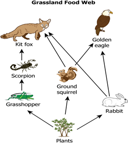 Grassland Food Chain Biology Diagrams