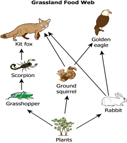 Solved The diagram shows a grassland food web.A population | Chegg.com