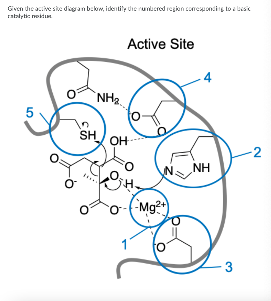 Solved Given the active site diagram below, identify the | Chegg.com