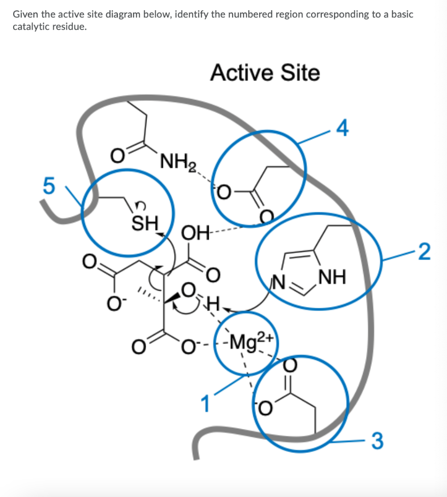 Solved Given The Active Site Diagram Below, Identify The | Chegg.com