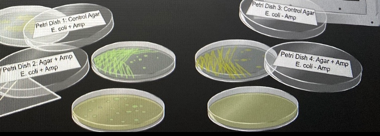 solved-1-what-does-the-genome-of-a-transformed-e-coli-cell-chegg