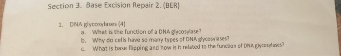 Solved Section 3. Base Excision Repair 2. (BER) 1. DNA | Chegg.com