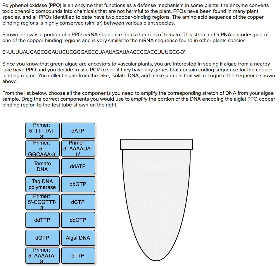 Solved Polyphenol oxidase (PPO) is an enzyme that functions