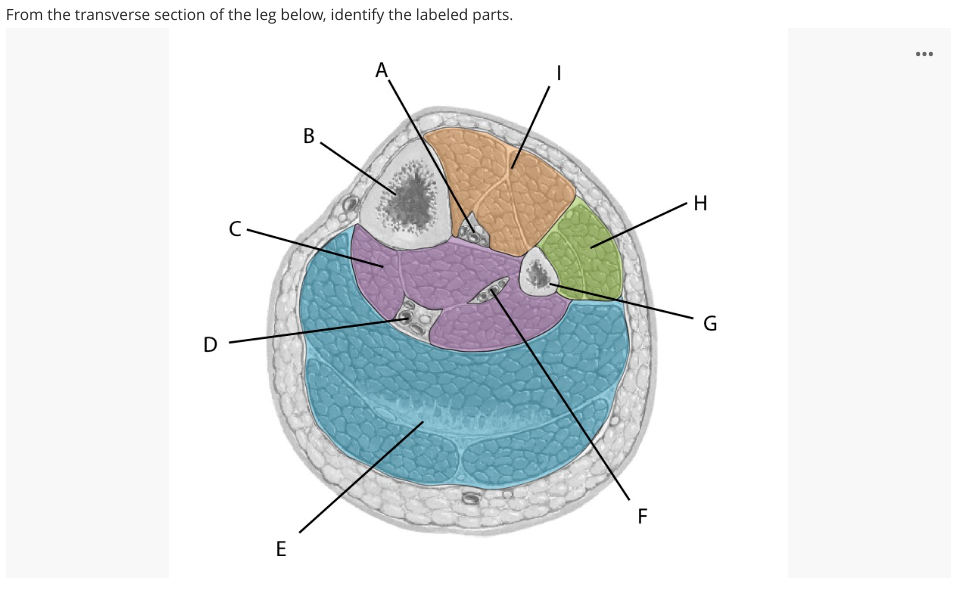 posterior tibial artery cross section