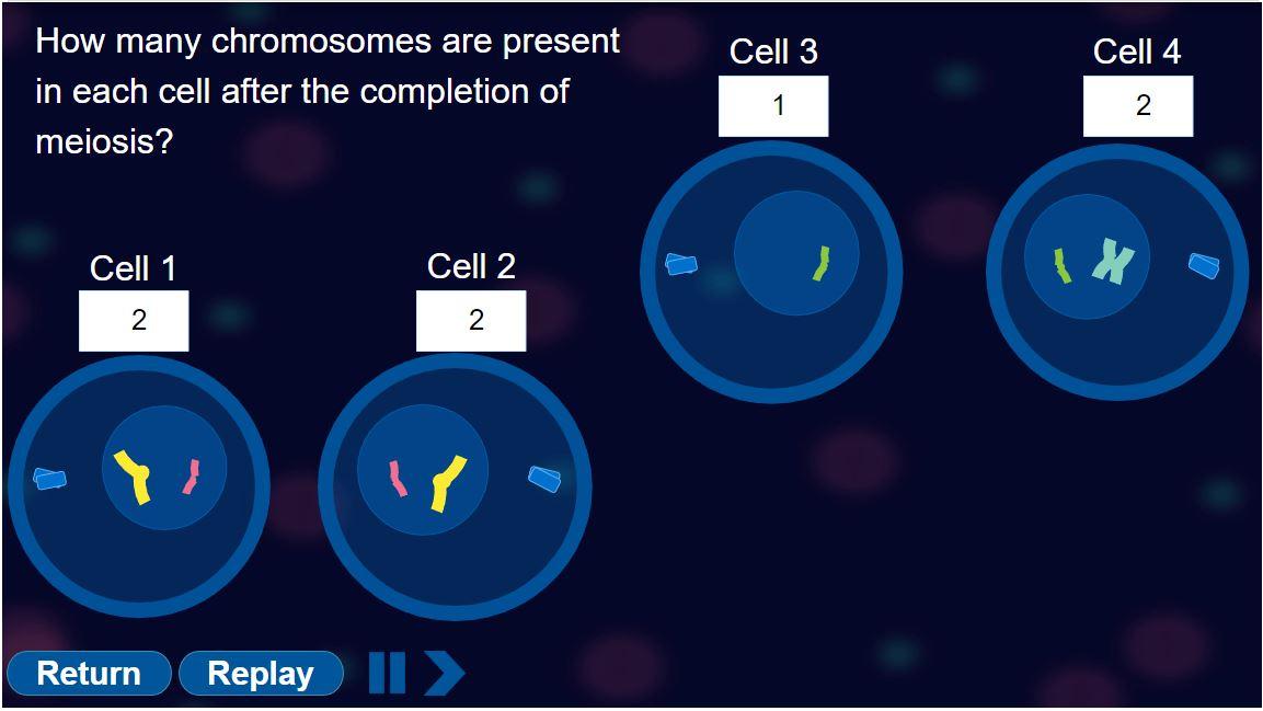 How many chromosomes are present in each cell after the completion of meiosis?