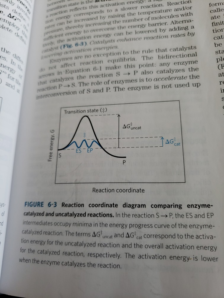 diagram of enzyme catalyzed reaction