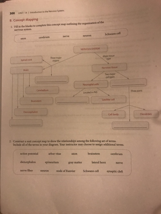 Solved UNIT 14 1 Introduction to the Nervous Syem 297 2. | Chegg.com