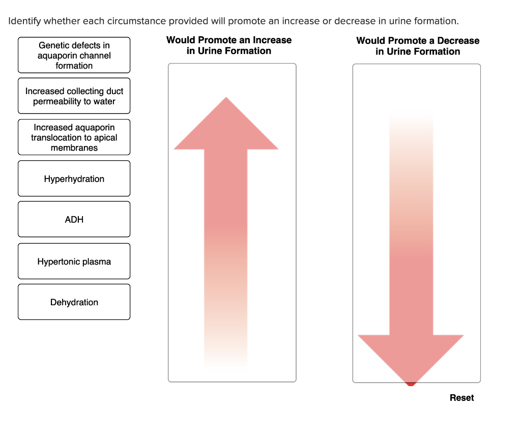 Solved Identify each region of the nephron. Thick ascending