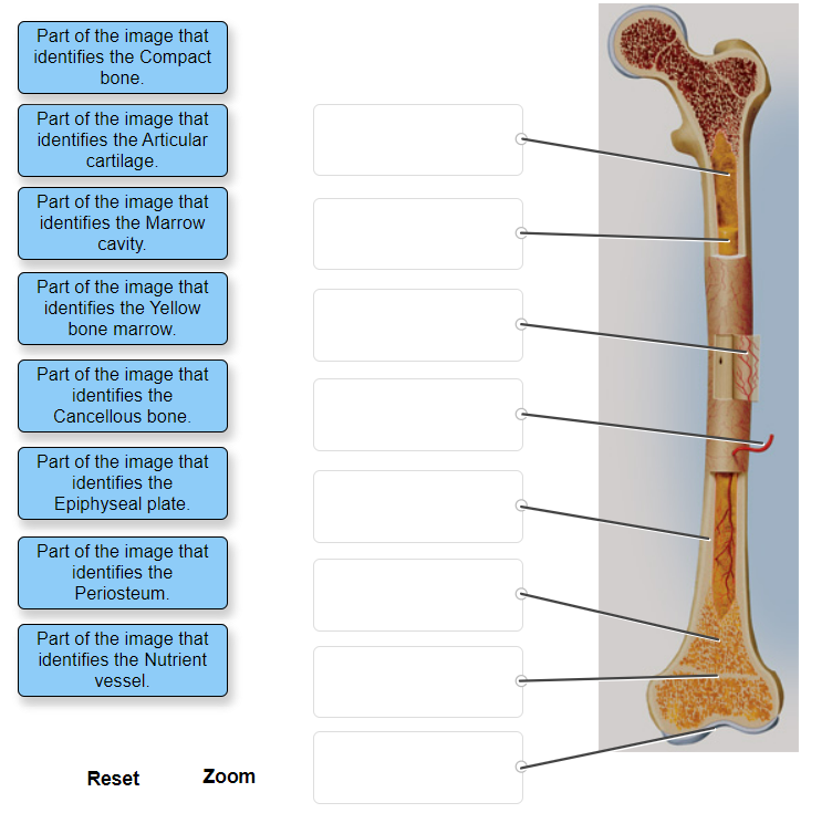 Solved Part of the image that identifies the Compact bone. | Chegg.com