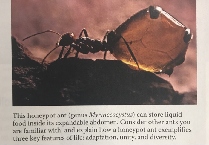 Solved This honeypot ant (genus Myrmecocystus) can store | Chegg.com