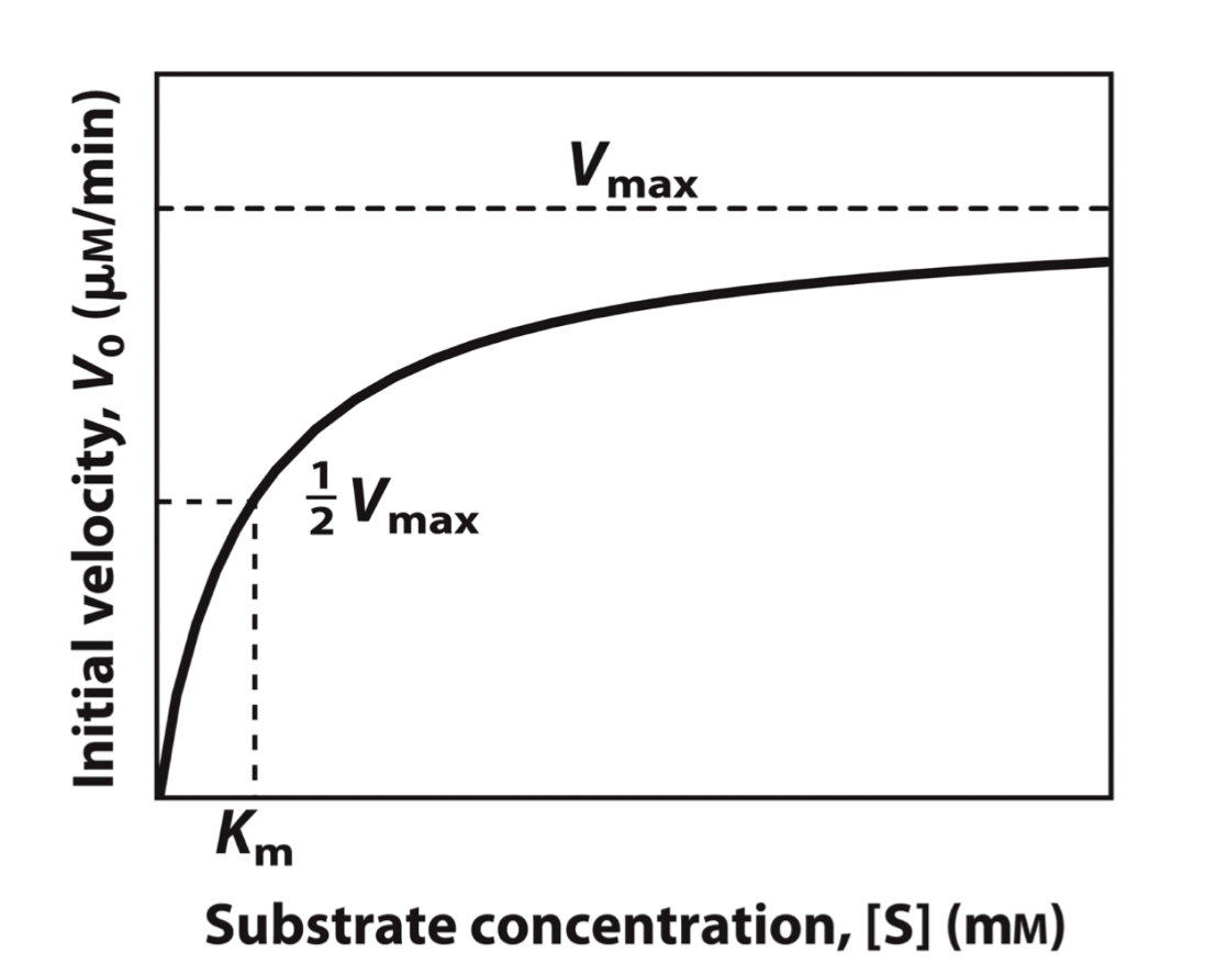 Solved At Vmax which statement is true: a. The | Chegg.com