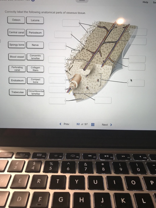 Solved Help Sa Correctly label the following anatomical | Chegg.com