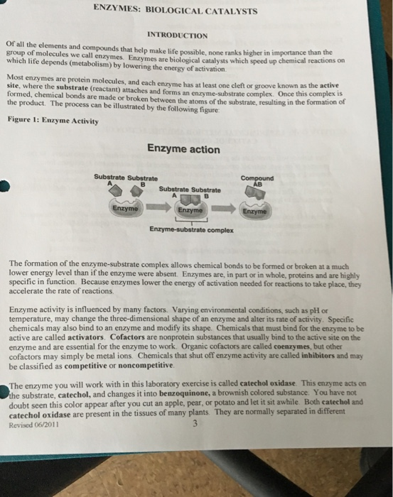 Solved ENZYMES: BIOLOGICAL CATALYSTS INTRODUCTION Of all the | Chegg.com
