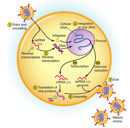 retrovirus diagram