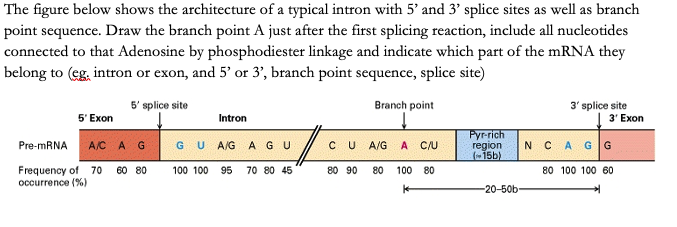 Solved The figure below shows the architecture of a typical | Chegg.com